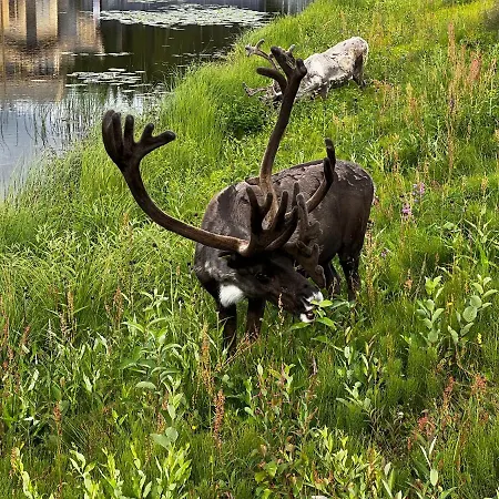 Levin Kunkku C4 Apartamento *