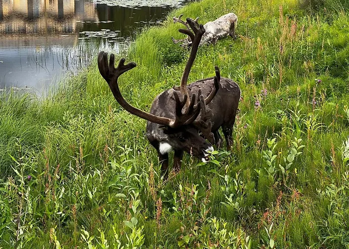 Levin Kunkku C4 Apartamento *